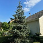 Smrek pichľavý (Picea pungens) ´GLAUCA´ - výška 80-100 cm, kont. C12L